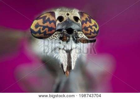 Detail of Horsefly head micro or macro photography