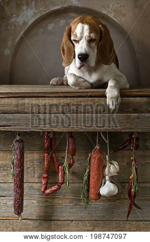 The dog is guarding the sausage. Purebred adult Beagle .