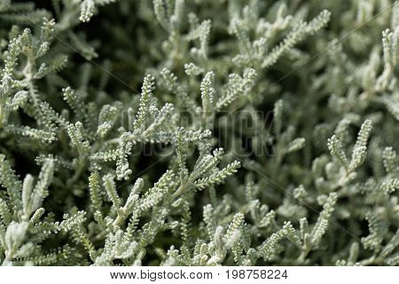 Leaves of a cotton lavender (Santolina chamaecyparissus)