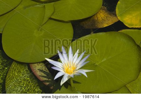 Sacred Blue Lily