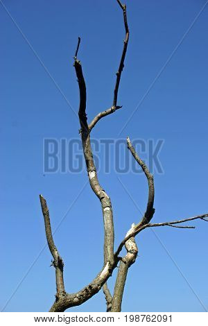 Dead Wood In Tree Top