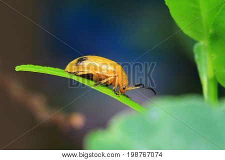 Yellow Twin Spotted Beetle on a Green Leaf Macro