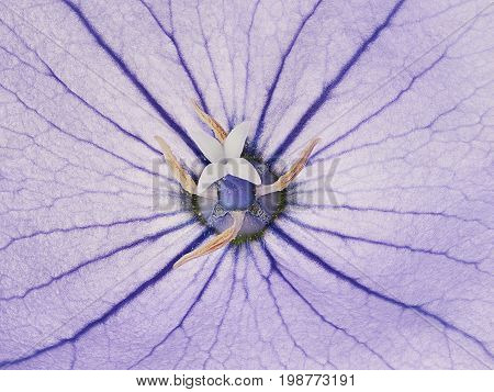 Beautiful flower purple bluebell closeup (stamens and pistil)