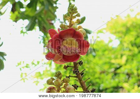 Sala Flora Or Shorea Robusta Flower
