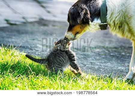 Cat And Dog