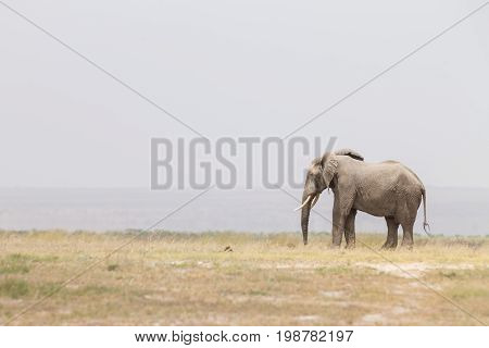 Solitary elephant at Amboseli National Park, formerly Maasai Amboseli Game Reserve, is in Kajiado District, Rift Valley Province in Kenya. The ecosystem that spreads across the Kenya-Tanzania border.