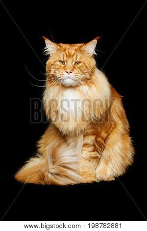 beautiful big maine coon cat. Copy space. Studio shot on black background.