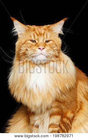 beautiful big maine coon cat. Copy space. Studio shot on black background.