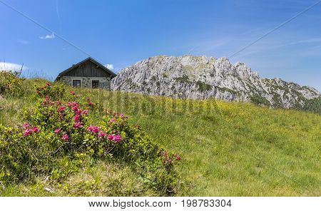 Hairy Alpenrose with old stone hut and mountain Gartnerkofel on Nassfeld in Carnic Alps in Austria
