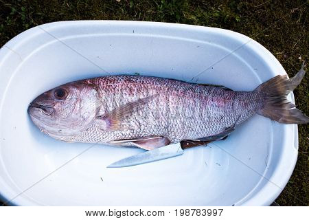 Preparing Big Dentex Fish For Barbecue Cooking On Picnic Outside.