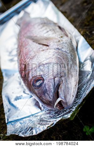 Preparing Big Dentex Fish For Barbecue Cooking On Picnic Outside.