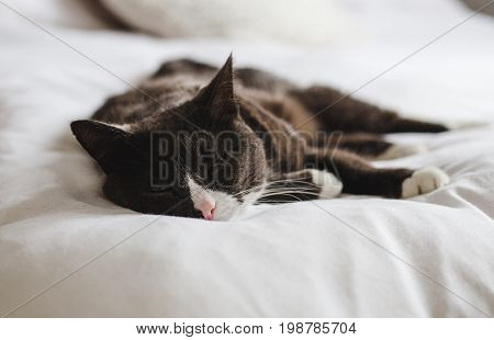 Sleepy grey, brown and white fluffy cat rests with eyes closed on bright white comfy bed