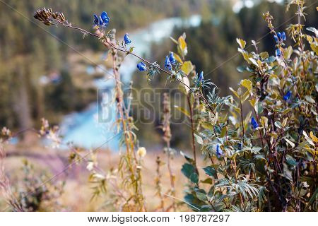 Beautiful blue wild flowers. Foreground. Beautiful view of mountains and lake. Kucherla lake. Altay.