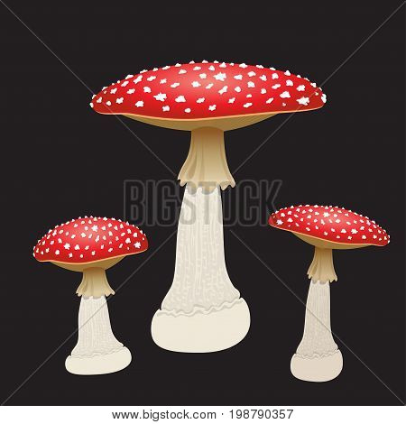 Three fly agaric mushrooms isolated on black background. Vector