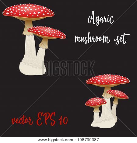 Set of three fly agaric mushrooms isolated on black background. Vector