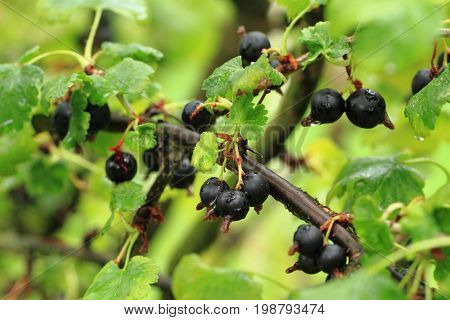 Ribes Nidigrolaria Plant With Fruits