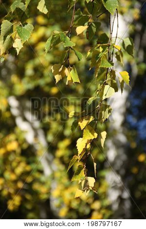 Tree with leaves. Russin forest on autumn.