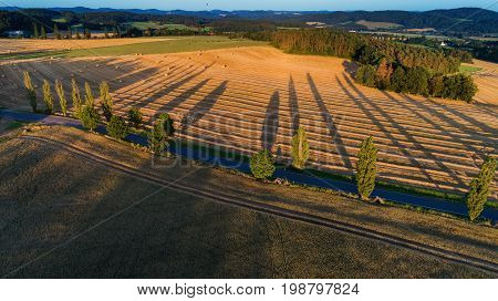 Aerial view of outdoor landscapes a row of trees throwing long shadows a balloon flies away. Summer evening on rural.