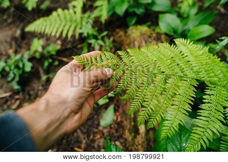 The man's hand touches the leaves of the green Fern. The concept of ecology and environmental protection.