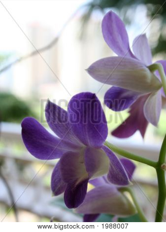 Фиолетовая орхидея