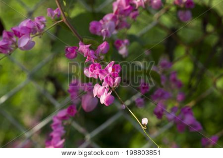 Tropical flower in sunny garden photo. Sweet peas closeup on fence. Pink blossom and green leaves. Peasblossom vine twines on lattice. Summer garden detail. Sunny day in flower garden. Gentle flower
