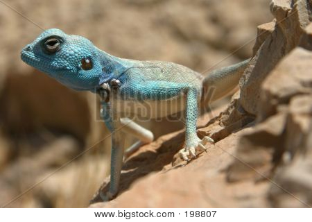 T-shirt do lagarto
