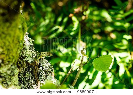 An Iberian emerald lizard sunbathing over a tree