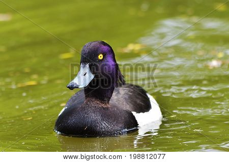 duck in natural habitat (aythya fuligula). portrait of swimming male tufted duck