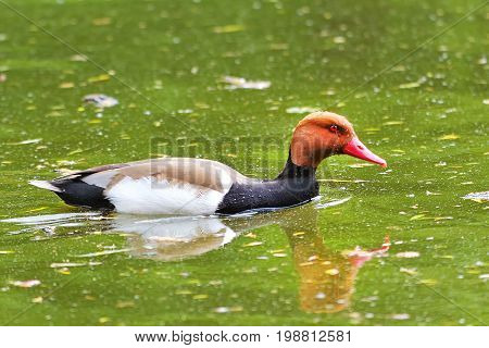 The Common Pochard Pochard Aythya ferina. Wild life animal.