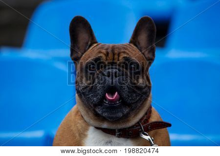 Dog breed French Bulldog sitting on a blue armchair