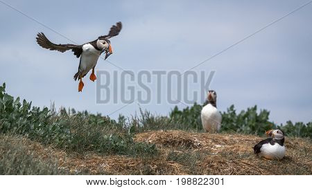 Atlantic Puffin (Fratercula arctica) in the wilds of coastal Northern UK