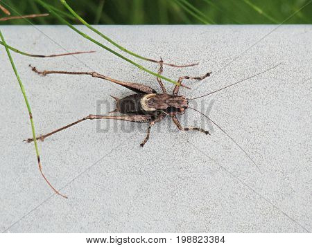 Beautiful gray grasshopper mutant atlanticus sitting on a metal surface