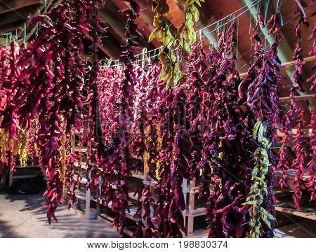 Colorful strings of harvested chili peppers hanging in drying shed.