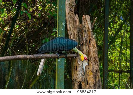 Side View Of Rhinoceros Hornbill Bird Head Shot