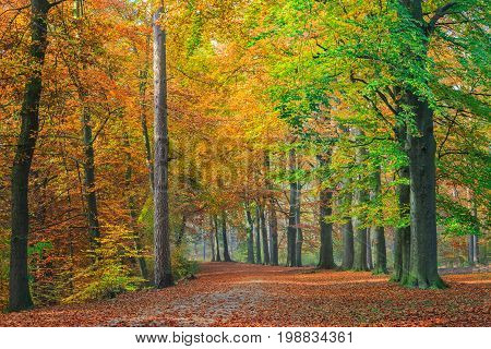 Colorful tree foliage on the beech trees along a path through a forest in autumn in National Park 