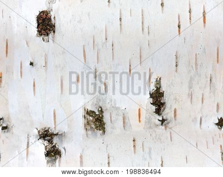 closeup cracked birch bark seamless texture. natural background
