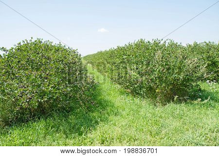 An Aronia (chokeberries) growing in a field