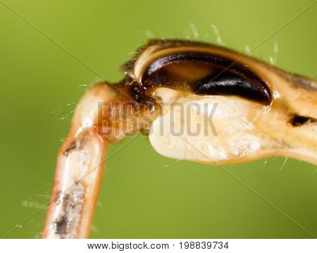 The grasshopper's paw on the nature. macro
