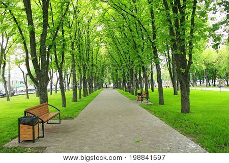 Beautiful city park with path and green trees