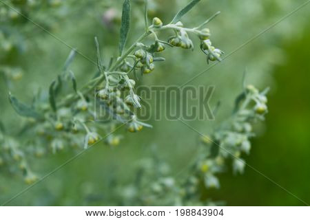 Wild Sagebrush Macro Photo.