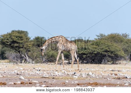 A Namibian giraffe Giraffa camelopardalis angolensis walking with bowed head through a field covered in white calcrete rocks in Northern Namibia