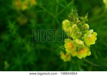 Macrophotography Of A Wild Flower