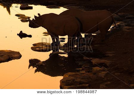 The silhouette and reflection of a black rhinoceros Diceros bicornis at a waterhole in Northern Namibia after sunset.