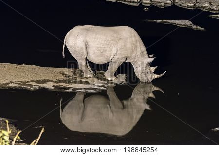A black rhinoceros Diceros bicornis drinking water at an artificially lit waterhole in Northern Namibia after sunset. Its reflection is visible on the water
