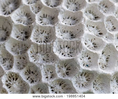 White coral structure. Coral texture close-up. Hard coral organism macro photo. White coral filter comb. Marine fauna closeup background. Abstract oceanic natural texture. Tropical sea animal detail