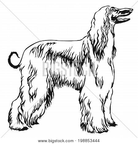 Decorative portrait of standing in profile Afghan greyhound vector isolated illustration in black color on white background