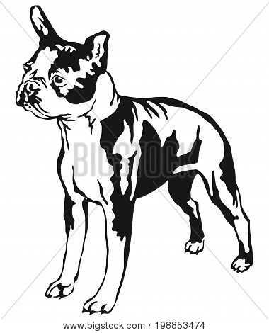 Decorative portrait of standing in profile boston terrier vector isolated illustration in black color on white background