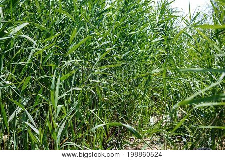 A lot of stems from green reeds grow from the river water under the cloudy blue sky. Unmatched reeds with long stems