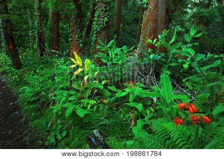 Sete Cidades landscape, Sao Miguel Island, Azores, Europe