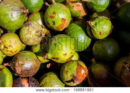 macadamian nuts farm, harvest time